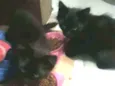 Gatinhos pretos