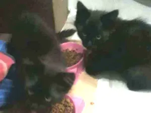 Gato raça SRD idade Abaixo de 2 meses nome Gatinhos pretos