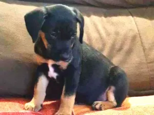Cachorro raça Viralata idade 2 a 6 meses nome n/d