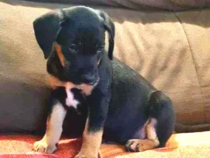 Cachorro raça Viralata idade 2 a 6 meses nome n/d