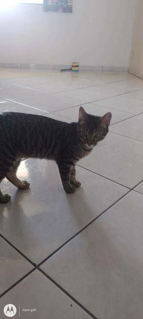 Gato ra a  idade 2 a 6 meses nome Júnior