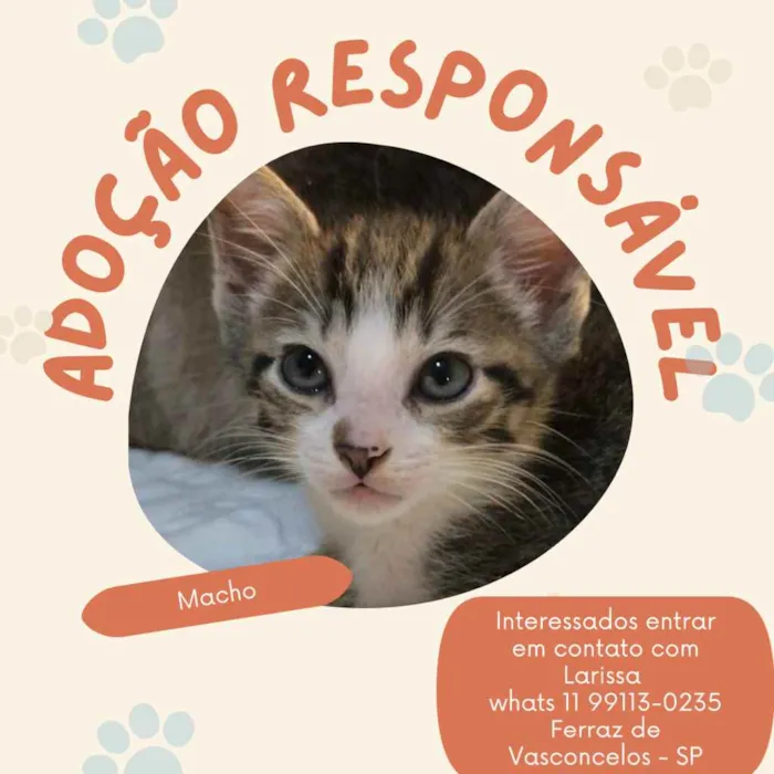 Gato ra a Sem raça definida idade 2 a 6 meses nome Sem nome 