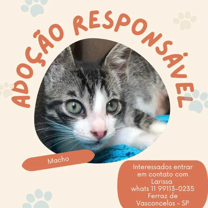 Gato ra a Sem raça definida idade 2 a 6 meses nome Sem nome 