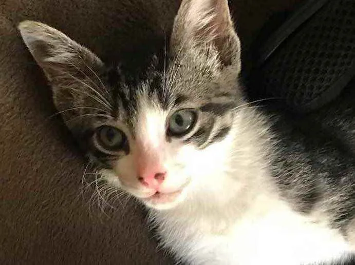 Gato ra a Sem raça definida idade 2 a 6 meses nome Sem nome 