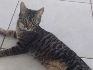 Gato raça  idade 2 a 6 meses nome Júnior