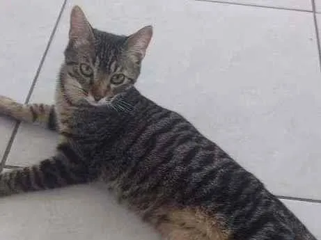 Gato ra a  idade 2 a 6 meses nome Júnior