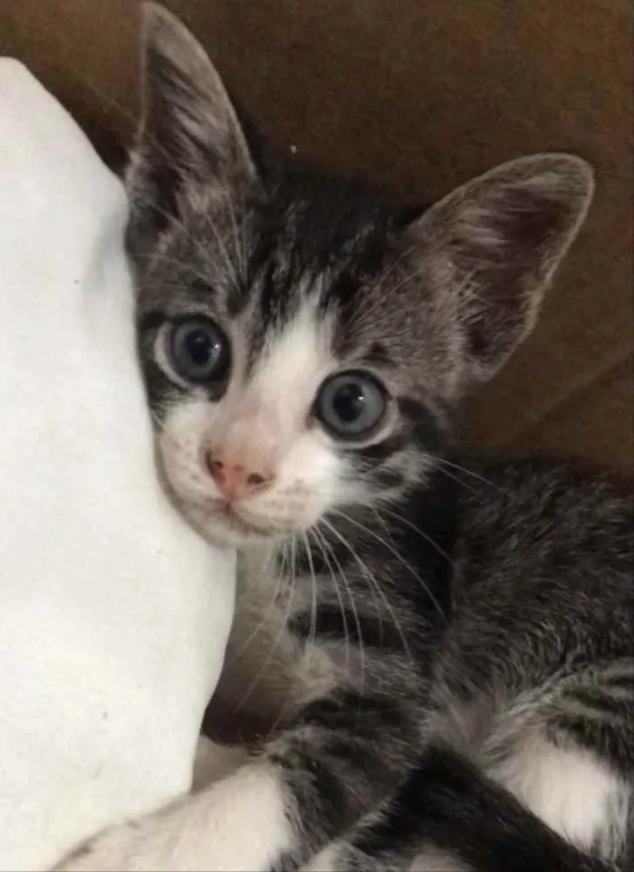Gato ra a Sem raça definida idade 2 a 6 meses nome Sem nome 