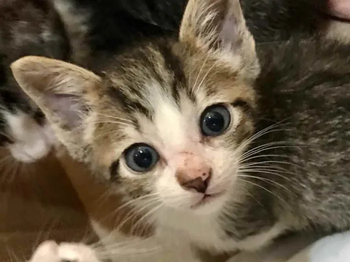 Gato ra a Sem raça definida idade 2 a 6 meses nome Sem nome 