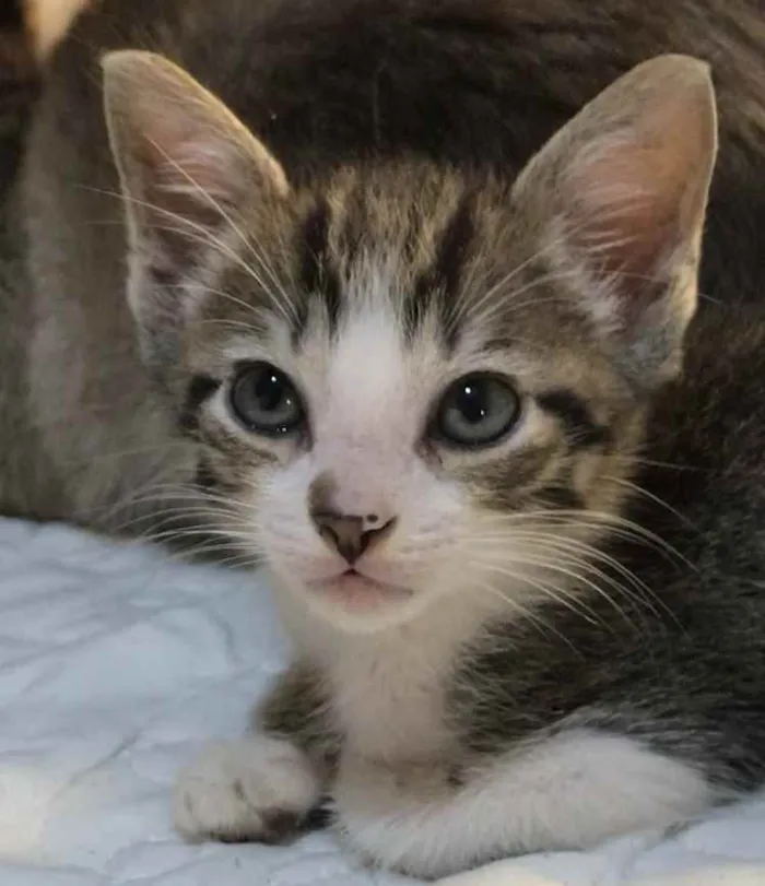 Gato ra a Sem raça definida idade 2 a 6 meses nome Sem nome 