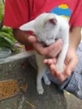mingau