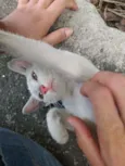 mingau