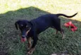 Bela
