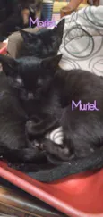 Mariel, Muriel, Abel