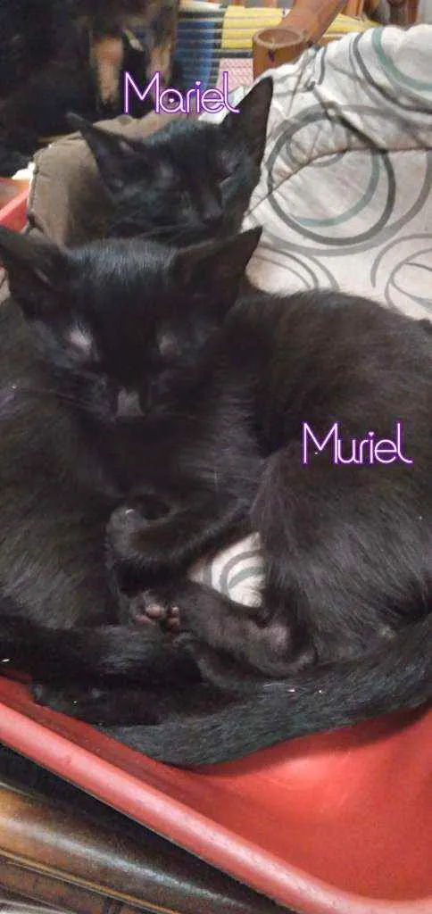 Gato ra a sem raça definida idade 2 a 6 meses nome Mariel, Muriel, Abel