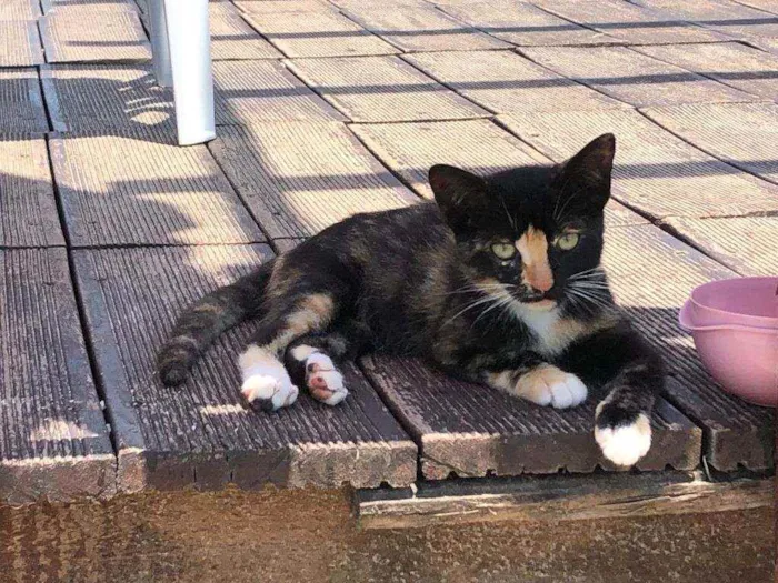 Gato ra a Sem raça  idade Abaixo de 2 meses nome SEM NOME