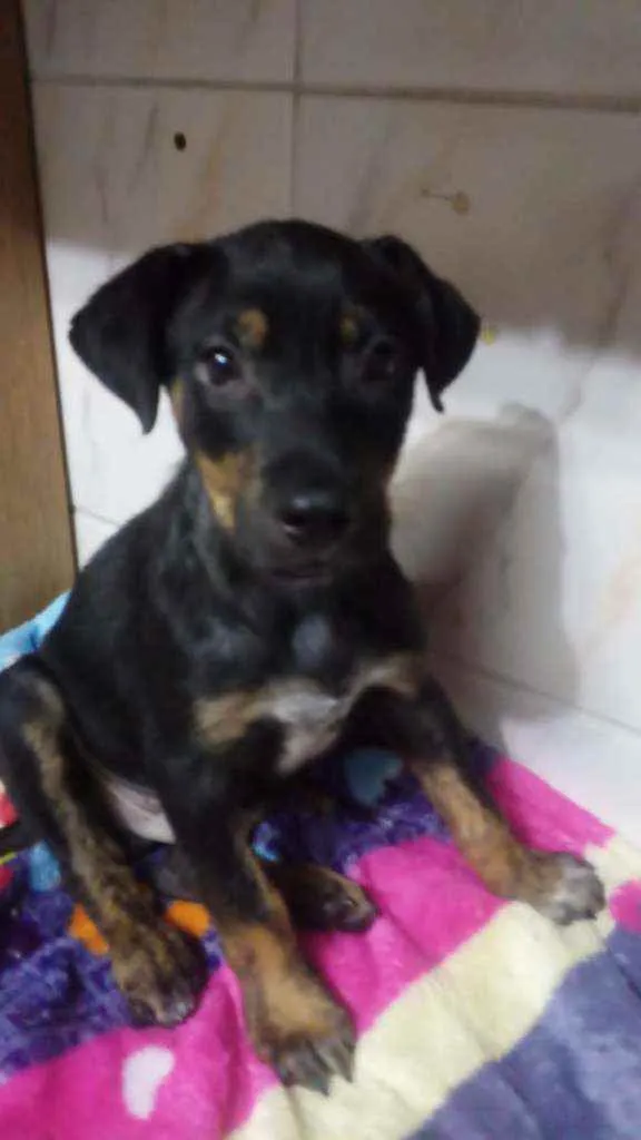 Cachorro ra a SRD idade 2 a 6 meses nome Sem nome 