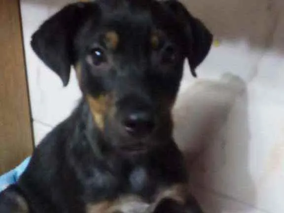 Cachorro ra a SRD idade 2 a 6 meses nome Sem nome 