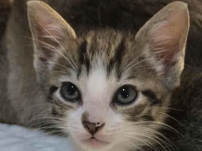 Gato ra a Sem raça definida idade 2 a 6 meses nome Sem nome 