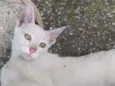 mingau