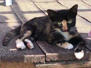 Gato raça Sem raça  idade Abaixo de 2 meses nome SEM NOME
