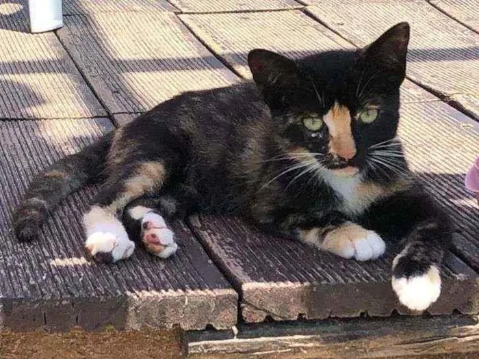 Gato ra a Sem raça  idade Abaixo de 2 meses nome SEM NOME