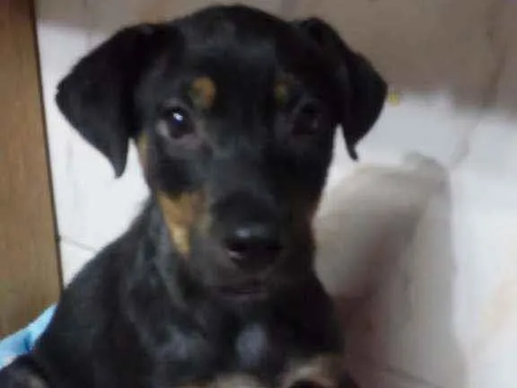 Cachorro ra a SRD idade 2 a 6 meses nome Sem nome 