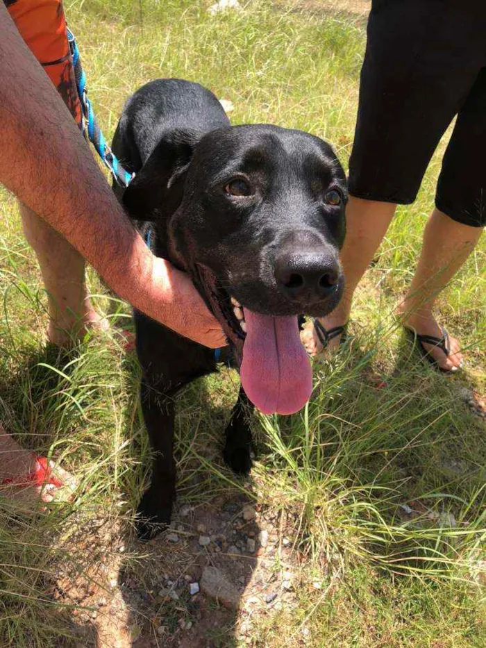 Cachorro ra a LABRADOR idade 3 anos nome BOB