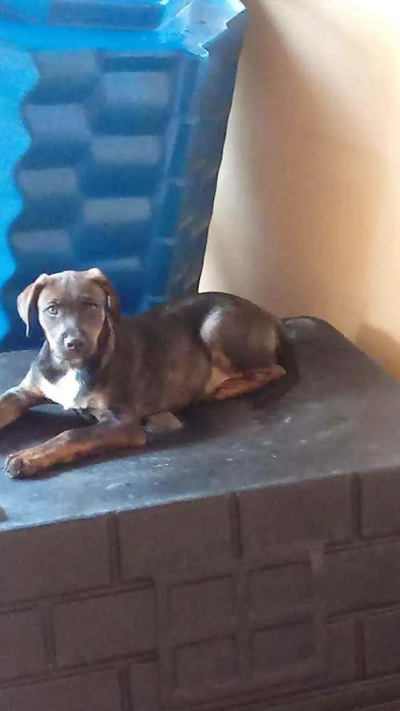 Cachorro ra a SRD idade 2 a 6 meses nome Sem nome