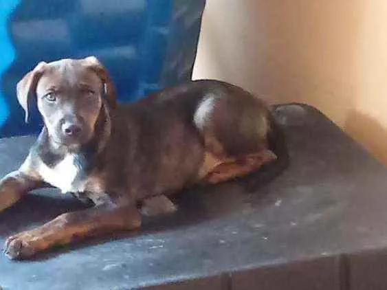 Cachorro ra a SRD idade 2 a 6 meses nome Sem nome