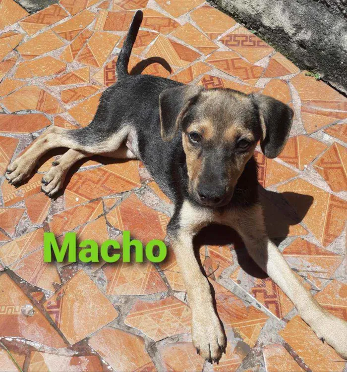 Cachorro ra a SRD Mestiço  idade Abaixo de 2 meses nome Macho