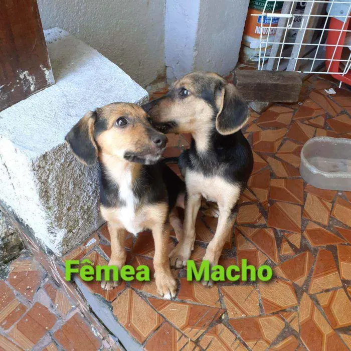 Cachorro ra a SRD Mestiço  idade Abaixo de 2 meses nome Macho