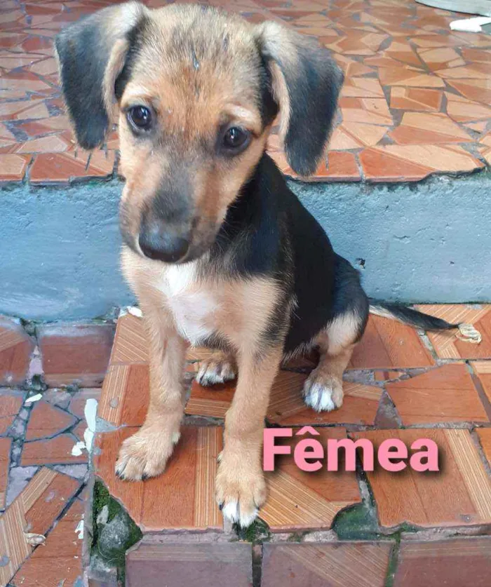 Cachorro ra a SRD Mestiço  idade Abaixo de 2 meses nome Fêmea 