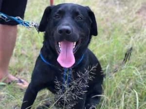 Cachorro raça LABRADOR idade 3 anos nome BOB