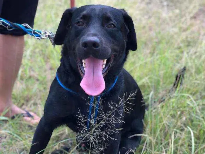 Cachorro ra a LABRADOR idade 3 anos nome BOB