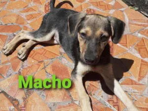 Cachorro raça SRD Mestiço  idade Abaixo de 2 meses nome Macho