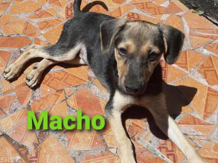 Cachorro ra a SRD Mestiço  idade Abaixo de 2 meses nome Macho