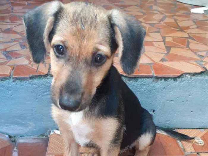 Cachorro ra a SRD Mestiço  idade Abaixo de 2 meses nome Fêmea 