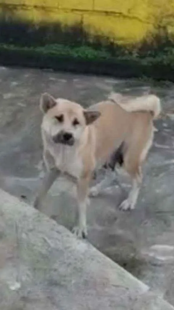 Cachorro ra a Akita ani idade 2 anos nome Sakura