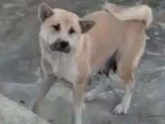 Cachorro ra a Akita ani idade 2 anos nome Sakura