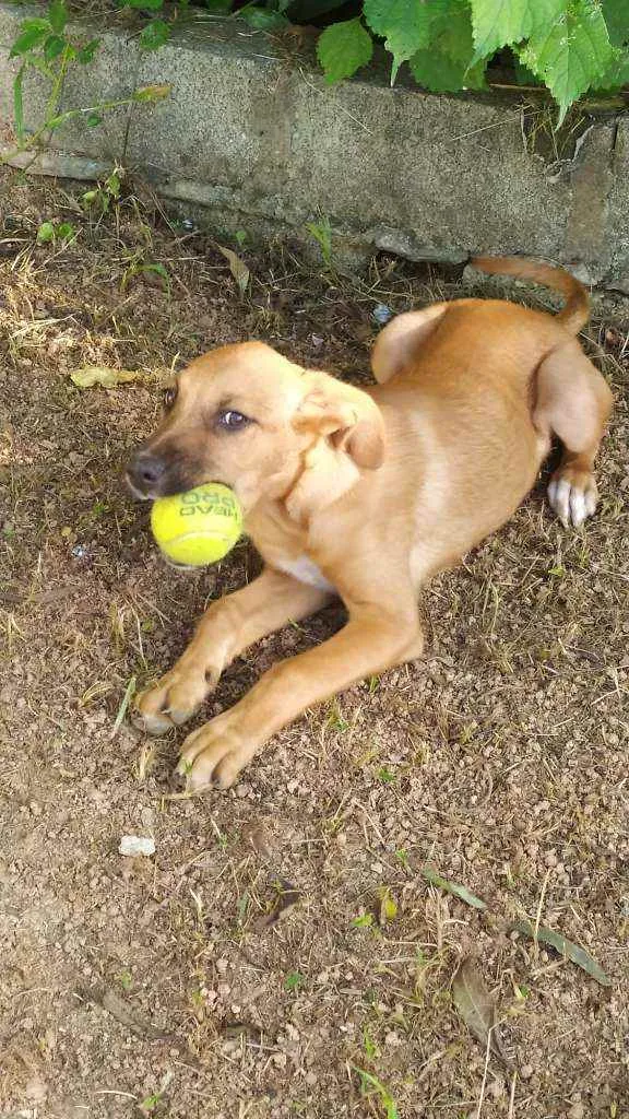 Cachorro raça Sem raça idade 2 a 6 meses nome Zeus