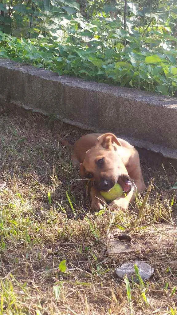 Cachorro raça Sem raça idade 2 a 6 meses nome Zeus