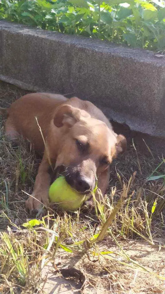 Cachorro raça Sem raça idade 2 a 6 meses nome Zeus