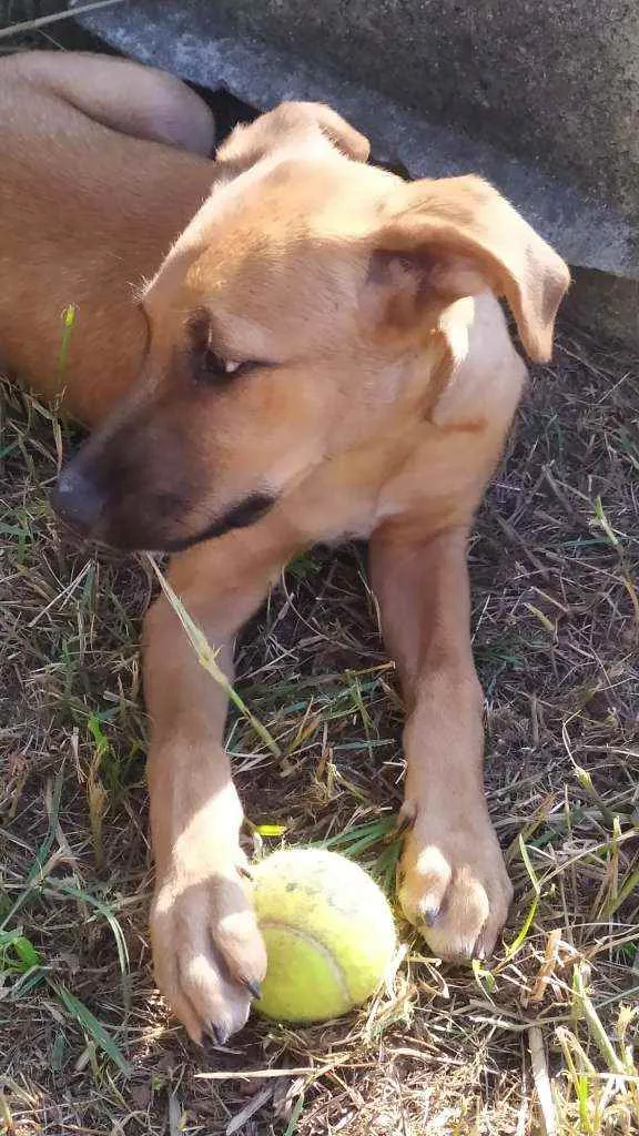 Cachorro raça Sem raça idade 2 a 6 meses nome Zeus