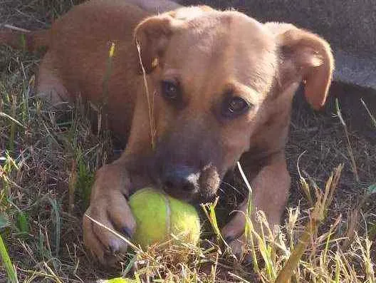 Cachorro raça Sem raça idade 2 a 6 meses nome Zeus