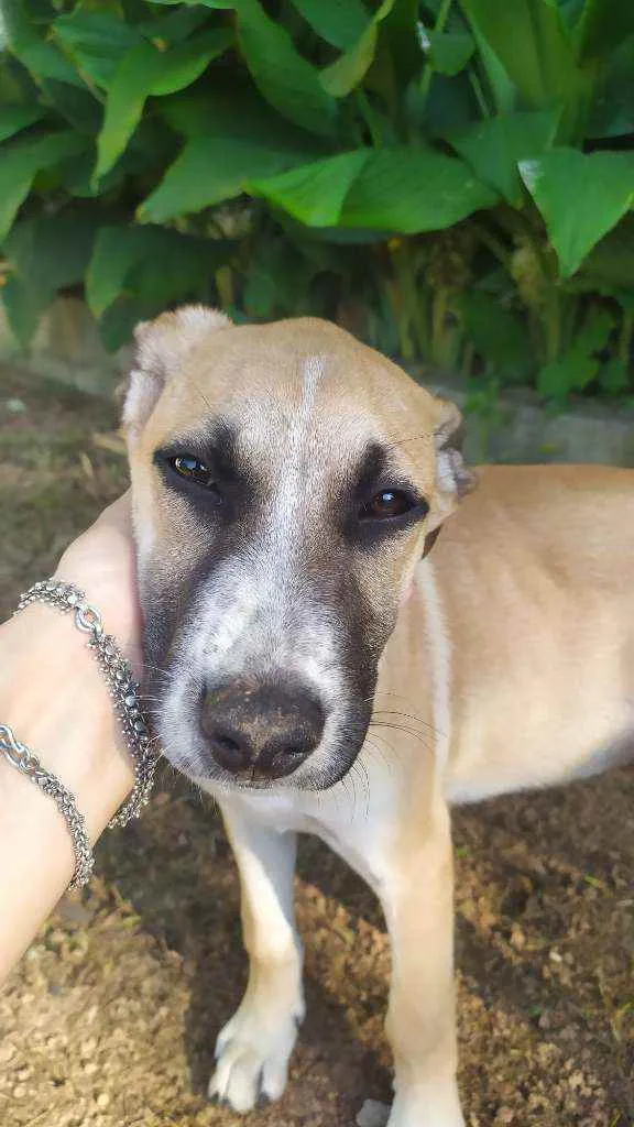 Cachorro raça Sem raça idade 2 a 6 meses nome Thor