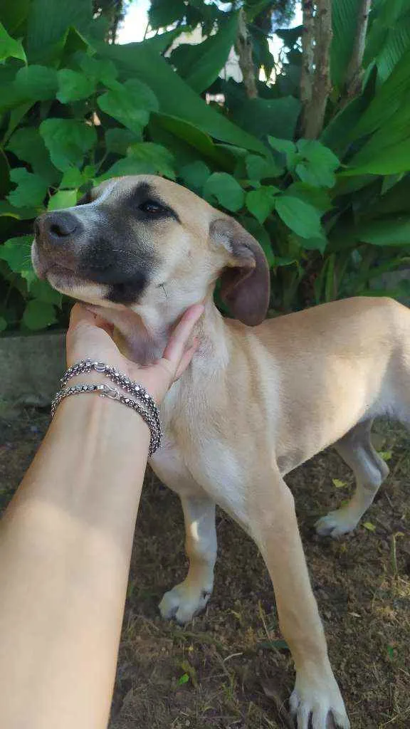 Cachorro raça Sem raça idade 2 a 6 meses nome Thor