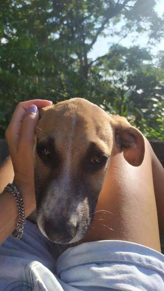Cachorro raça Sem raça idade 2 a 6 meses nome Thor