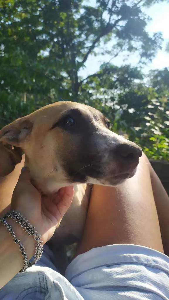 Cachorro raça Sem raça idade 2 a 6 meses nome Thor
