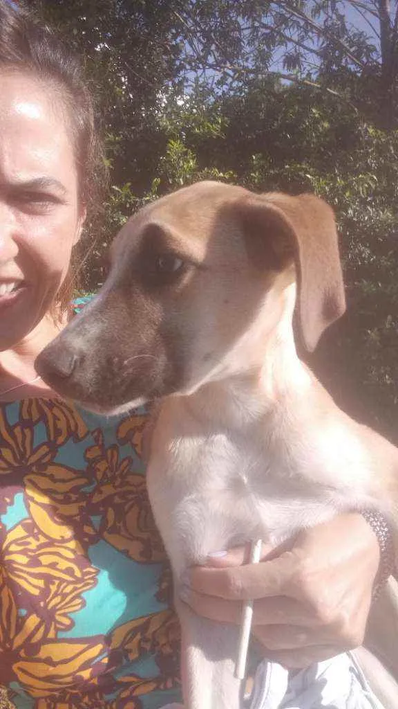 Cachorro raça Sem raça idade 2 a 6 meses nome Thor