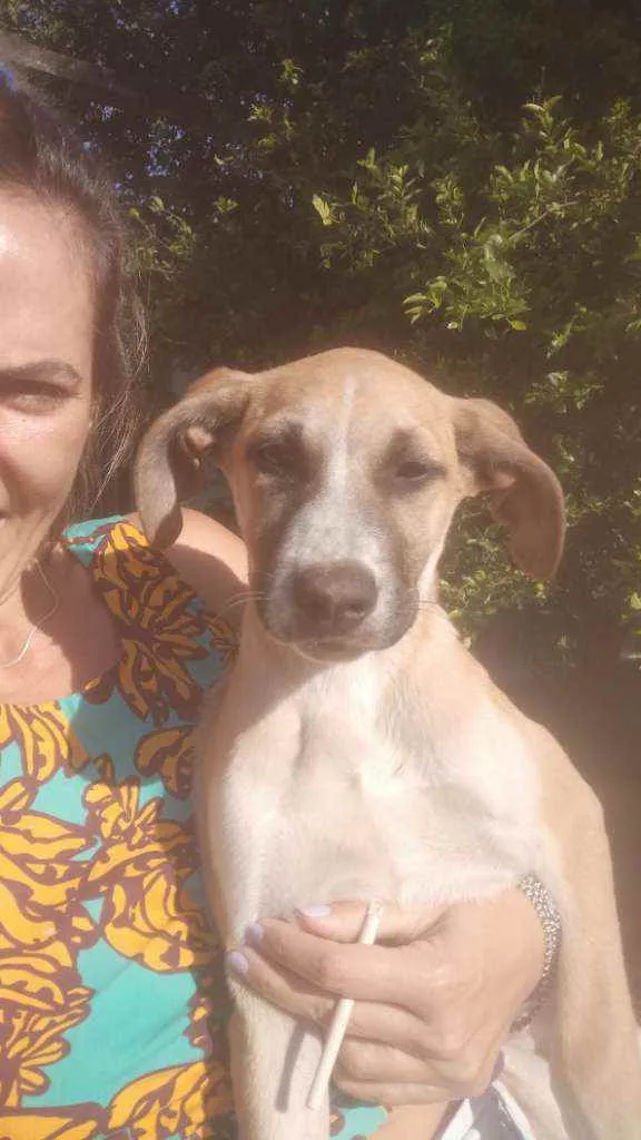 Cachorro raça Sem raça idade 2 a 6 meses nome Thor